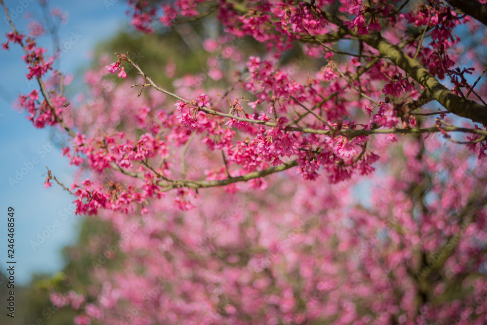 The cherry tree The cherry tree