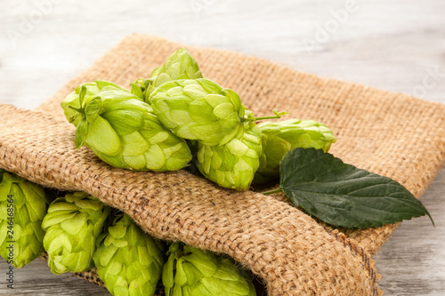 Green hops in burlap bag with leaves.