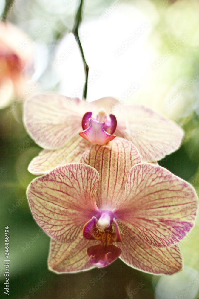 pink orchid pink orchid