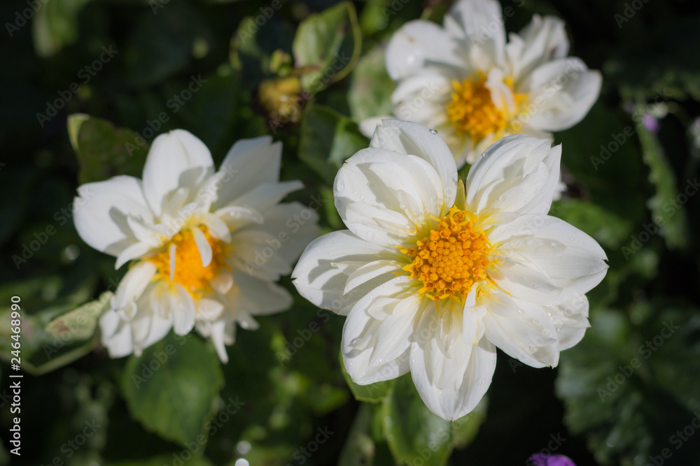 Various kinds of flowers Various kinds of flowers