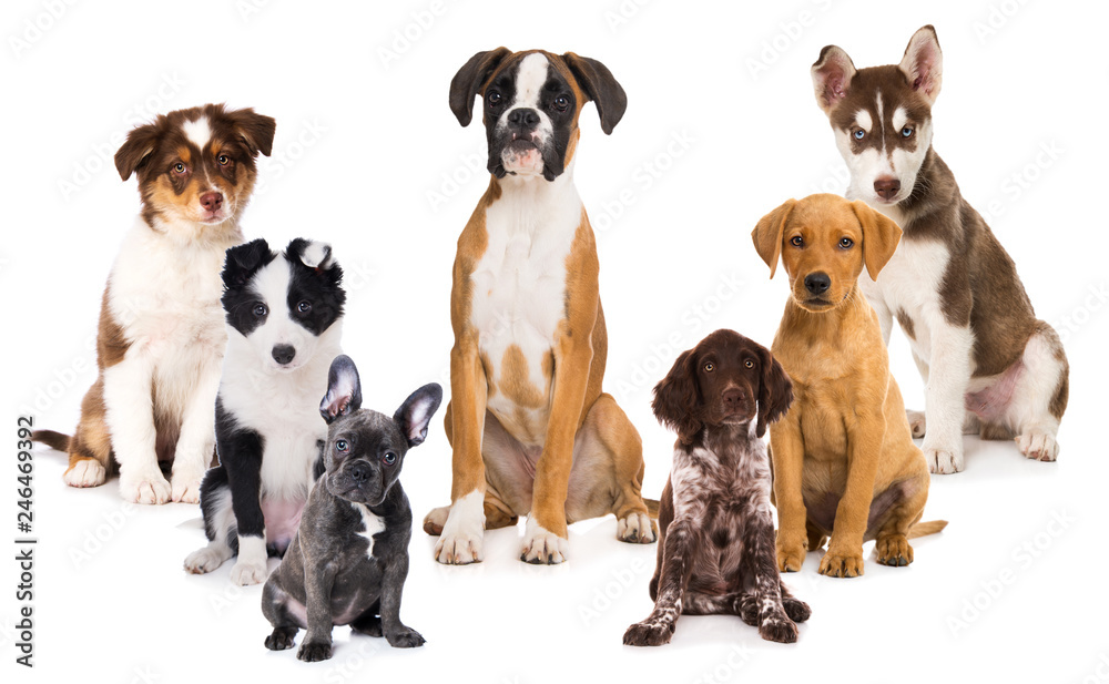 Group of puppies isolated on white background