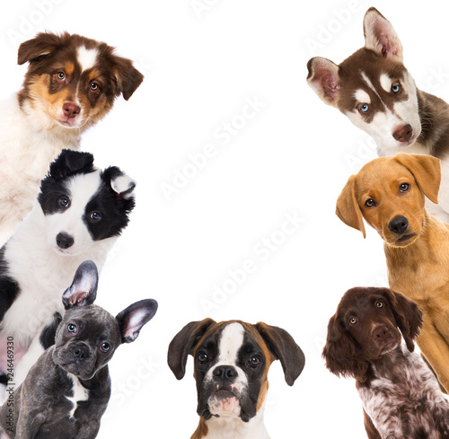 Some puppies isolated on white background