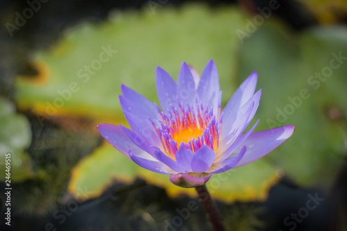 Violet lotus