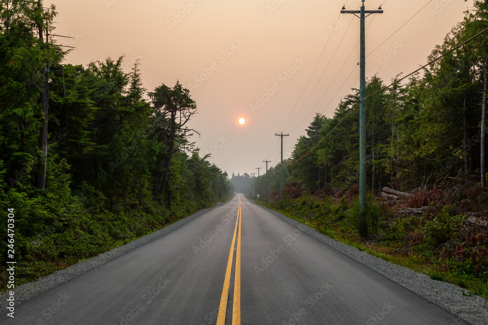 Fototapeta premium Scenic forest road during a vibrant summer day. Taken in Florencia Bay, near Ucluelet and Tofino, Vancouver Island, BC, Canada.
