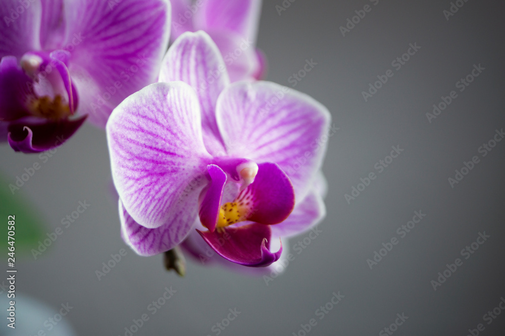Beautiful gentle flowers of Phalaenopsis orchids on a gray background. Beautiful gentle flowers of Phalaenopsis orchids on a gray background.