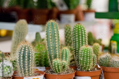 Small cactus, succulent and haworthia plants on the flower pots and display idea in front of cacti shop at the outdoor market.Beautiful succulent plant .Cactus store.Big choice.