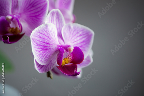 Beautiful gentle flowers of Phalaenopsis orchids on a gray background.