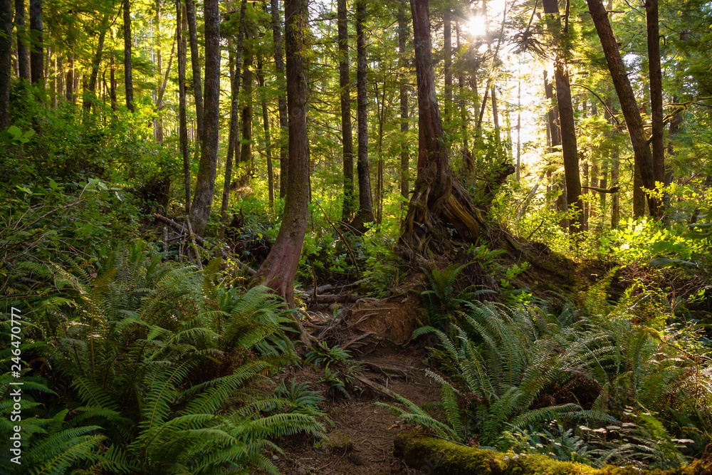Fototapeta premium Beautiful path in a forest during a vibrant summer day. Taken in Raft Cove Provincial Park, Northern Vancouver Island, BC, Canada.