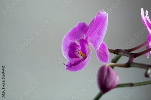 Beautiful gentle flowers of Phalaenopsis orchids on a gray background.