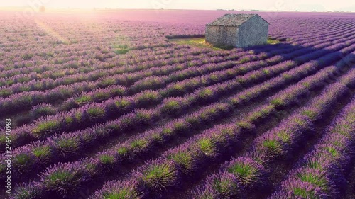 aerial view of lavender flower field in  france provence
