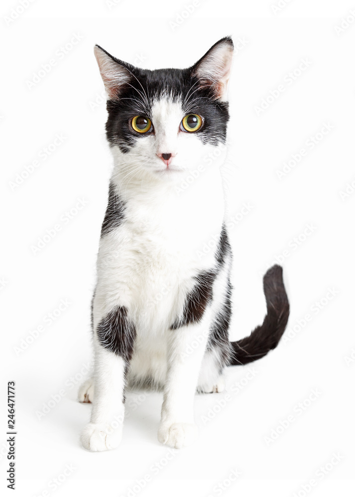 Grey and White Cat Sitting Looking Forrward Grey and White Cat Sitting Looking Forrward