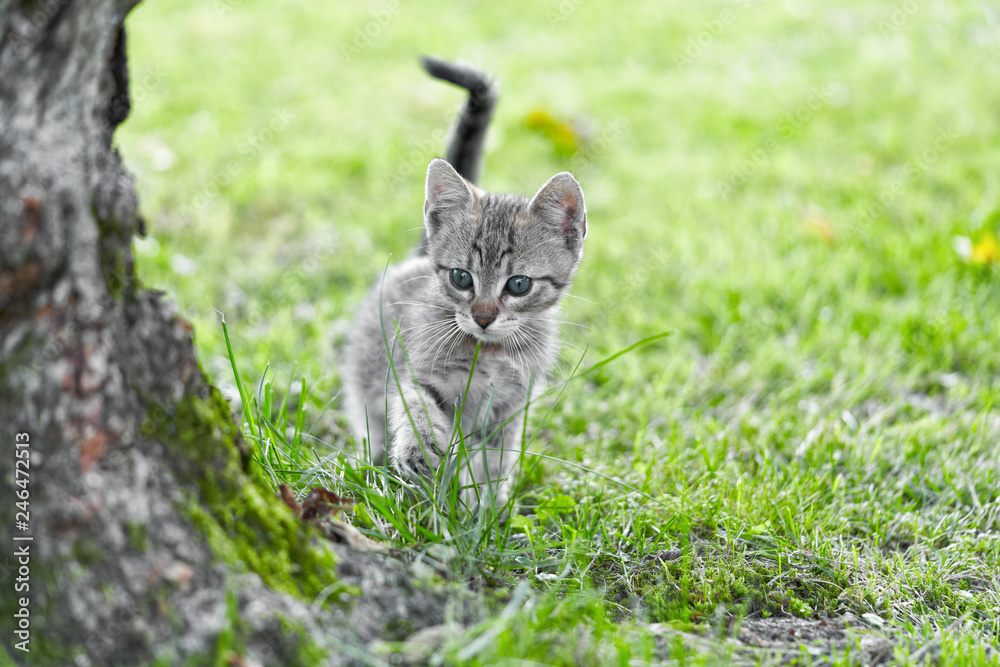 Cut little kitty. Cut little kitty.