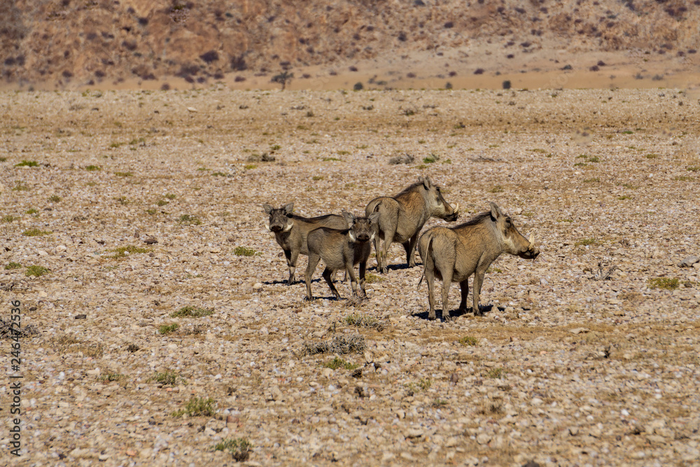 Group of three running warthogs, seen and pictured in national park in namibia, africa Group of three running warthogs, seen and pictured in national park in namibia, africa