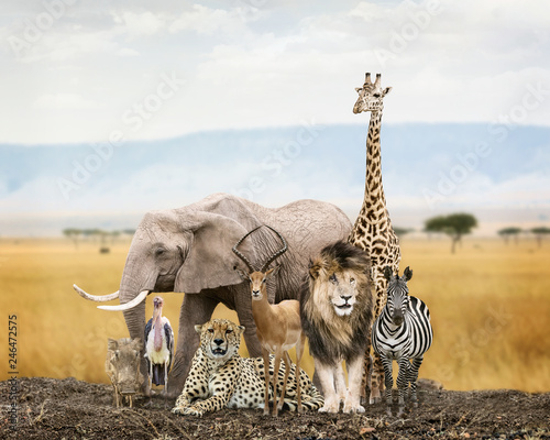 Group of Safari Animal Friends Fototapeta