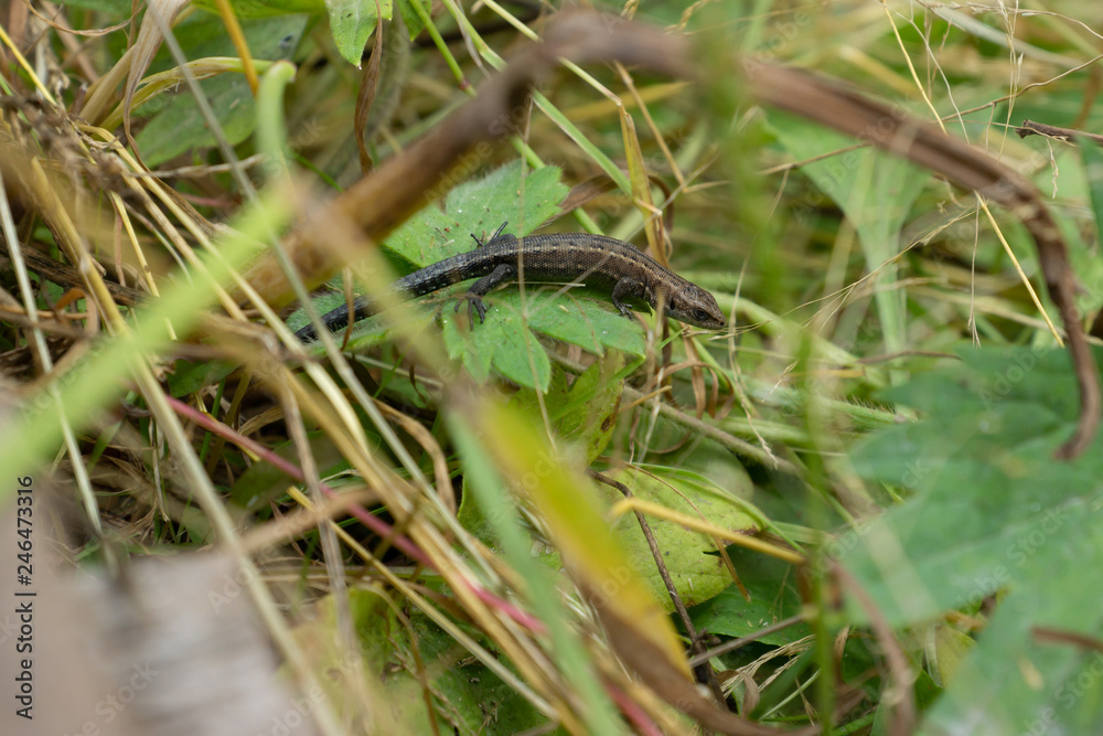 Little lizard sitting in the grass Little lizard sitting in the grass
