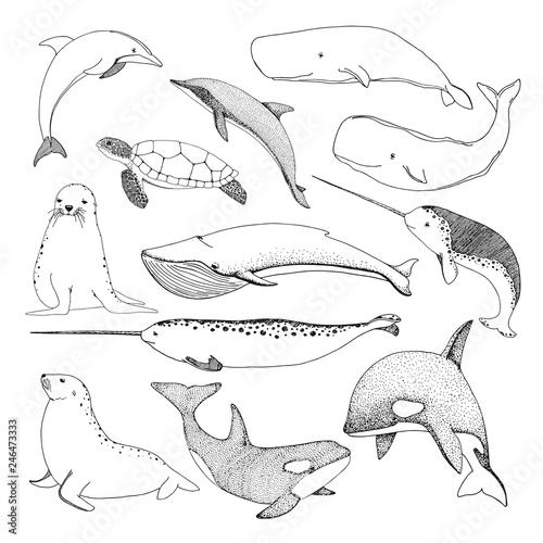 Sketch various sea creatures. Turtle, whale, walrus, dolphin and others.