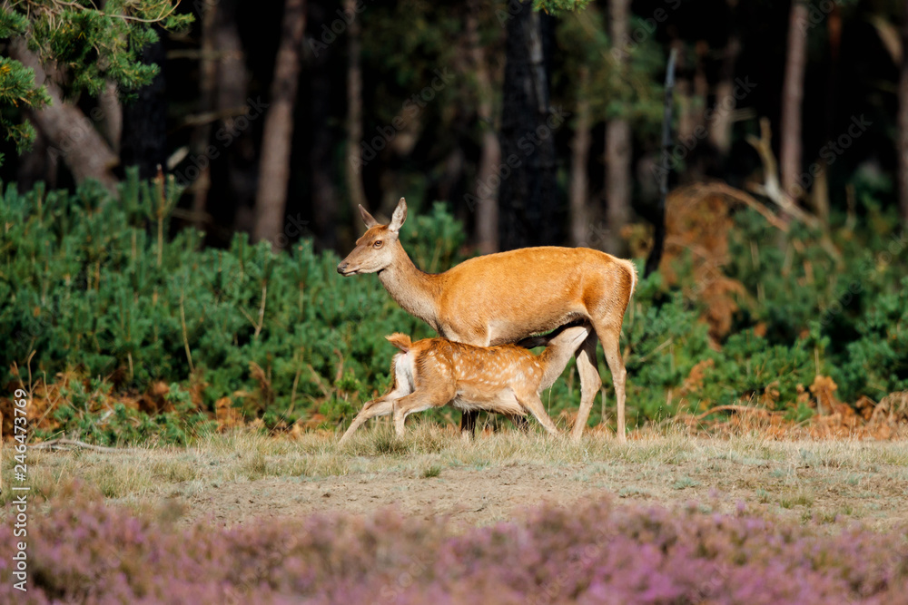 Female red deer with her calf drinking on the heath fields in the forest of National Park Hoge Veluwe in the Netherlands Female red deer with her calf drinking on the heath fields in the forest of National Park Hoge Veluwe in the Netherlands