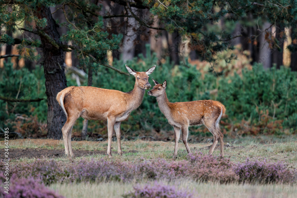 Female red deer with her calf on the heath fields in the forest of National Park Hoge Veluwe in the Netherlands Female red deer with her calf on the heath fields in the forest of National Park Hoge Veluwe in the Netherlands