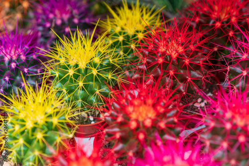 neat little cacti  flowers  ornamental tropical plants