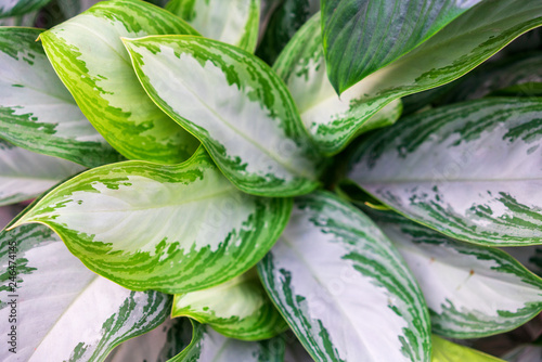 Aglaonema silver Queen with a small number of green areas on the leaves, of Dieffenbachia photo