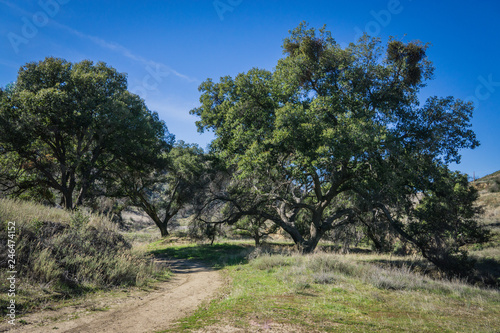 Oak Trees over Dirt Walking Trail