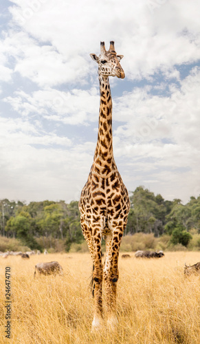 Masai Giraffe in Kenya Africa