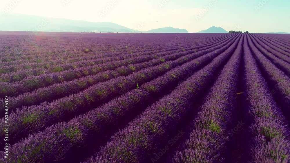 aerial view of lavender flower field in france provence aerial view of lavender flower field in france provence