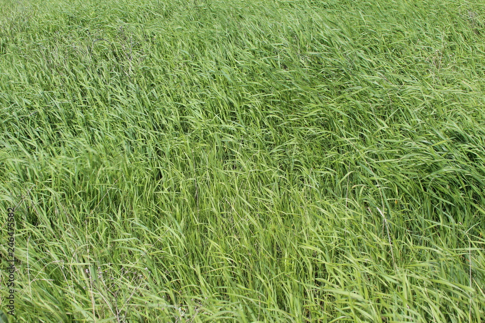 Green grass Green grass