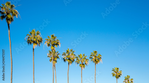 Palm Against Blue 2