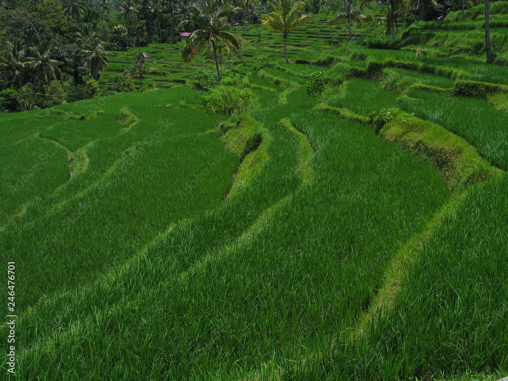 Bali. Rice field near of Ubud. Indonesia. Asia