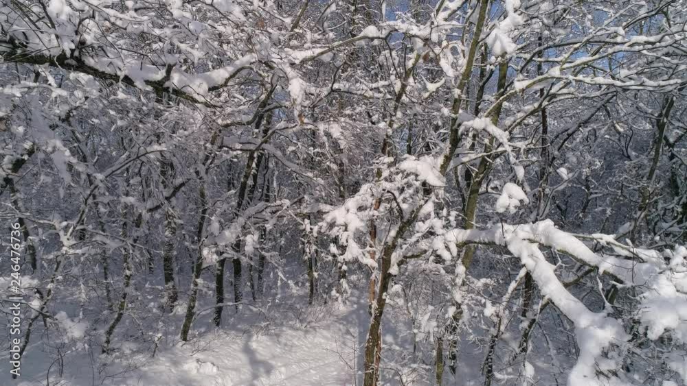 Beautiful winter forest covered with snow, slider dolly shot 4k Beautiful winter forest covered with snow, slider dolly shot 4k