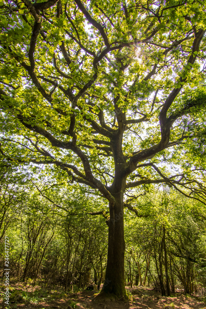 Leigh Wood forest at Somerset, Bristol, United Kingdom. The sunbeams crossing the tree branches on a deep forest with an amazing natural light illuminating the scene dominated by the tree silhouette Leigh Wood forest at Somerset, Bristol, United Kingdom. The sunbeams crossing the tree branches on a deep forest with an amazing natural light illuminating the scene dominated by the tree silhouette