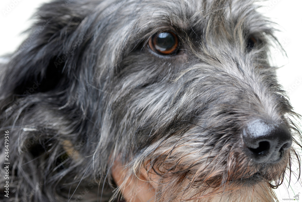 Portrait of an adorable mixed breed dog