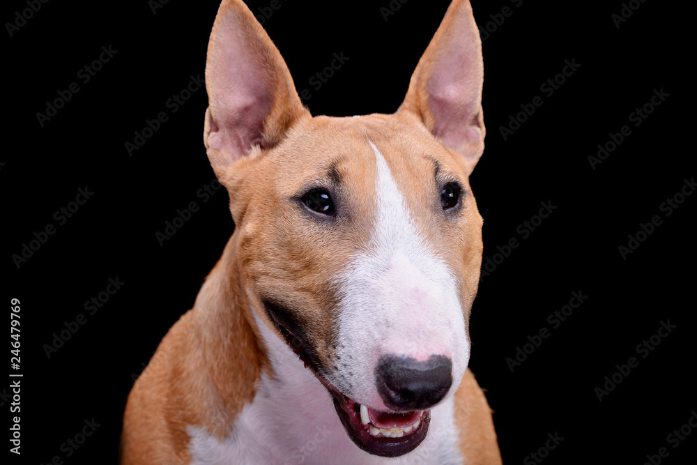 Portrait of an adorable Mini Bull terrier