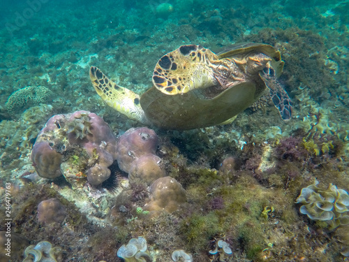 Sea turtle dive to corals. Exotic marine turtle underwater photo. Oceanic animal in wild nature. Summer vacation