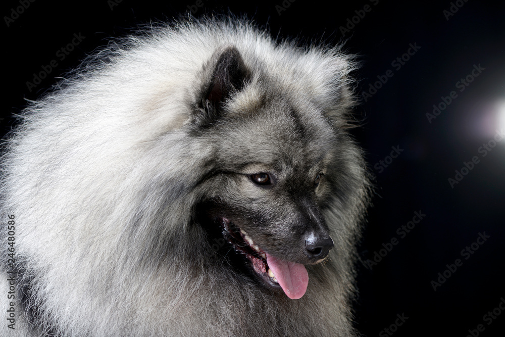Portrait of an adorable wolf spitz Portrait of an adorable wolf spitz
