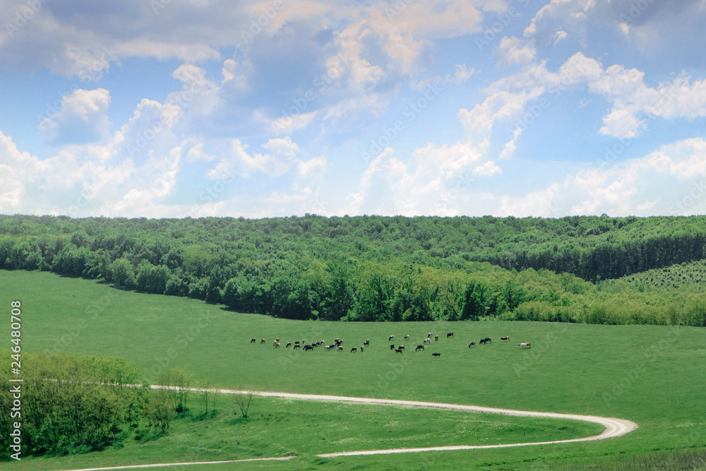 a herd of cows on a green field and road a herd of cows on a green field and road