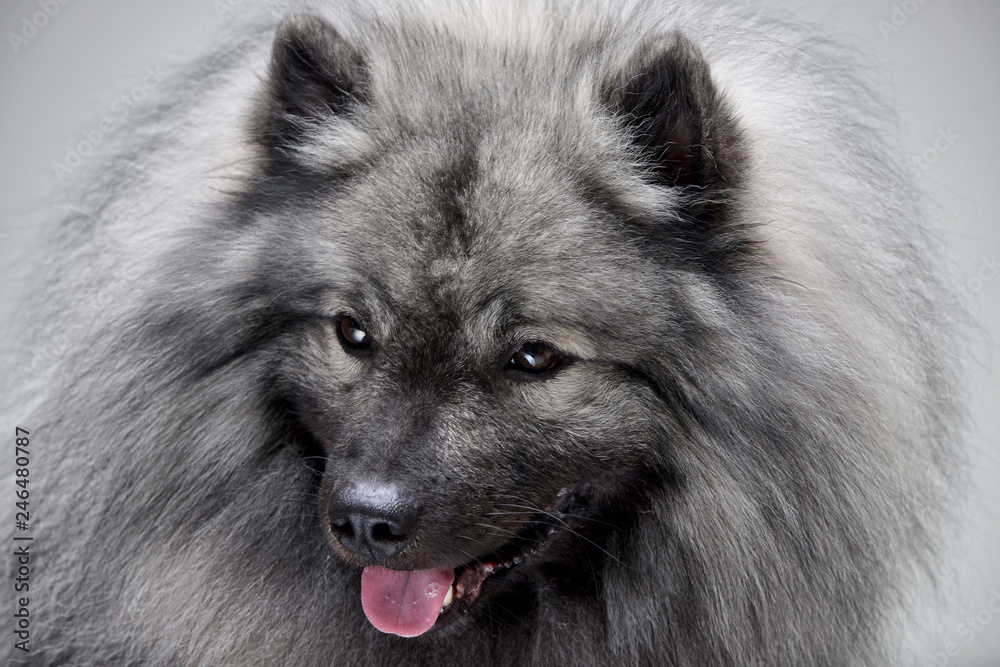 Portrait of an adorable wolf spitz