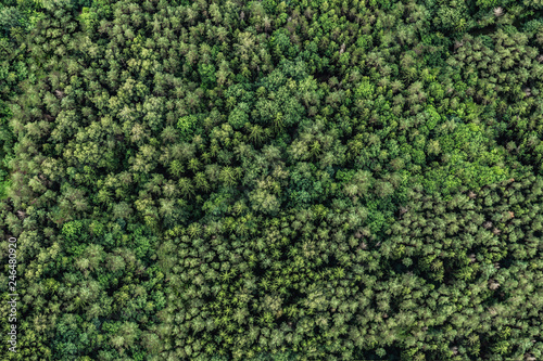 Top view of the area green forest. Nature texture