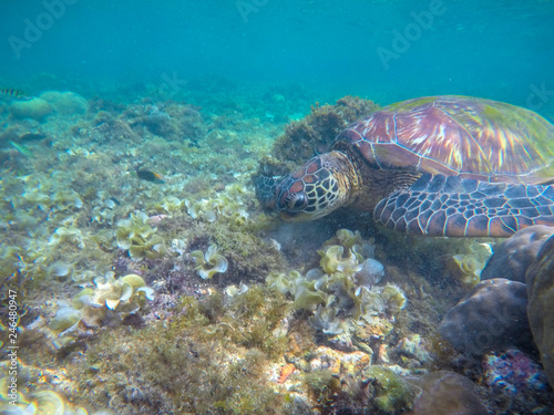 Sea turtle eats seaweed. Exotic marine turtle on sea bottom photo. Oceanic animal in wild nature