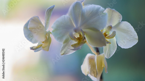 Wei  e Orchidee mit Bl  ten