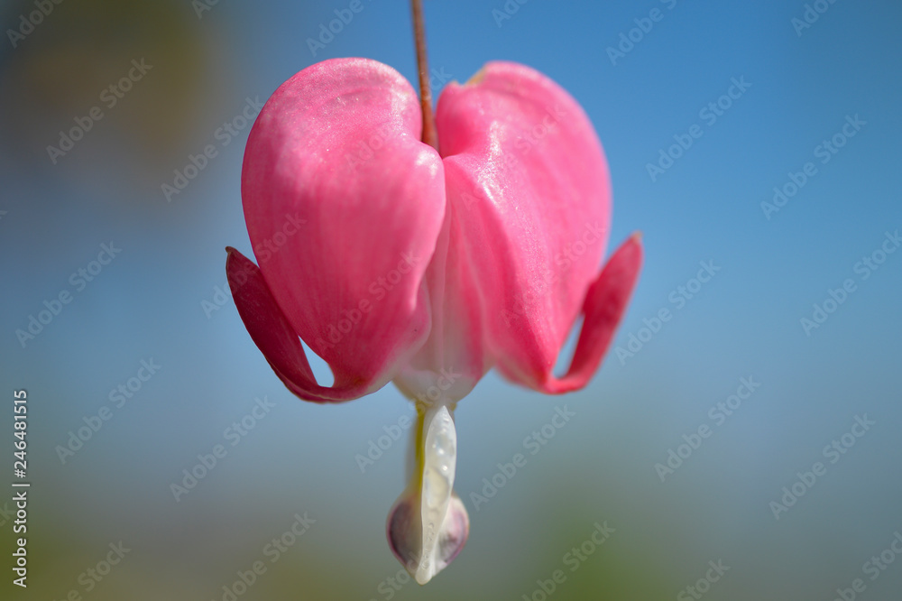 close-up of bleeding hearts flower close-up of bleeding hearts flower
