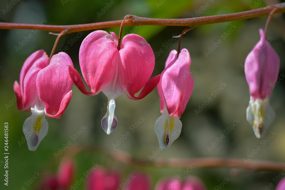 close-up of bleeding hearts flower close-up of bleeding hearts flower