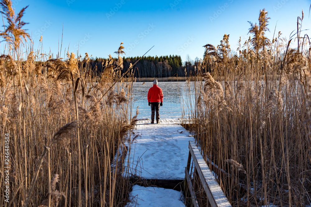 Obraz premium man standing at a jetty between reed