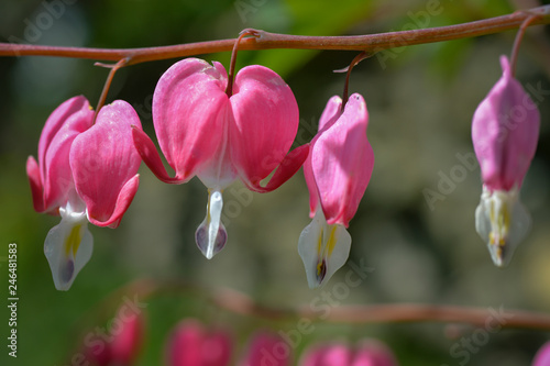 close-up of bleeding hearts flower