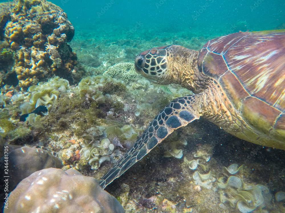 Obraz premium Sea turtle in corals closeup. Exotic marine turtle undersea photo. Oceanic animal in wild nature.