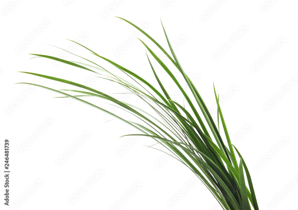 Fototapeta premium Bunch of green grass.
