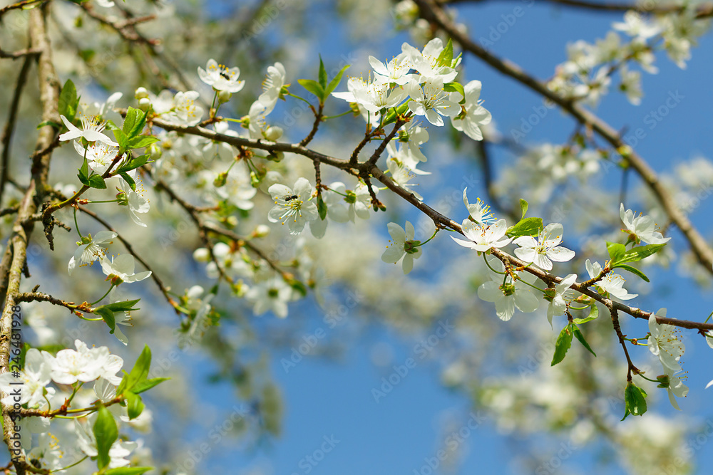 Apple blossom flowers in spring, blooming on young tree branch, isolated over blurred blue clear sky