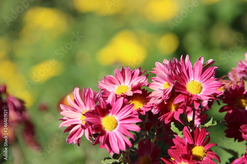 A group of flowers