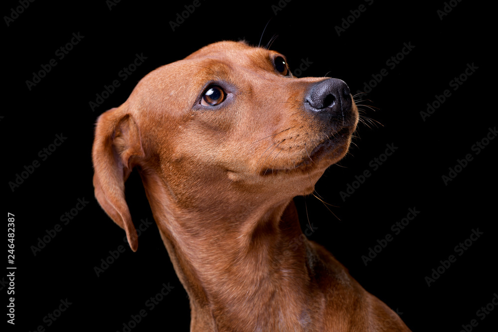 Portrait of an adorable mixed breed dog